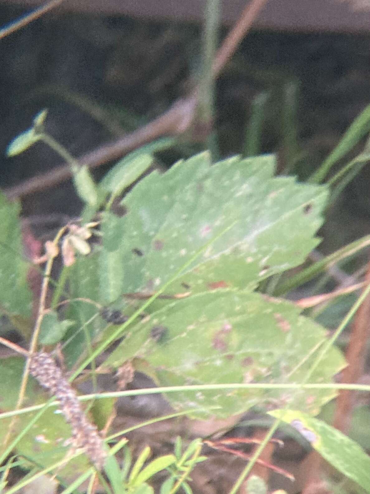 Image of Grape Powdery Mildew