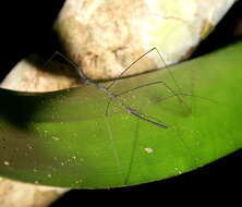 Ghilianella puncticauda Maldonado 1953 resmi