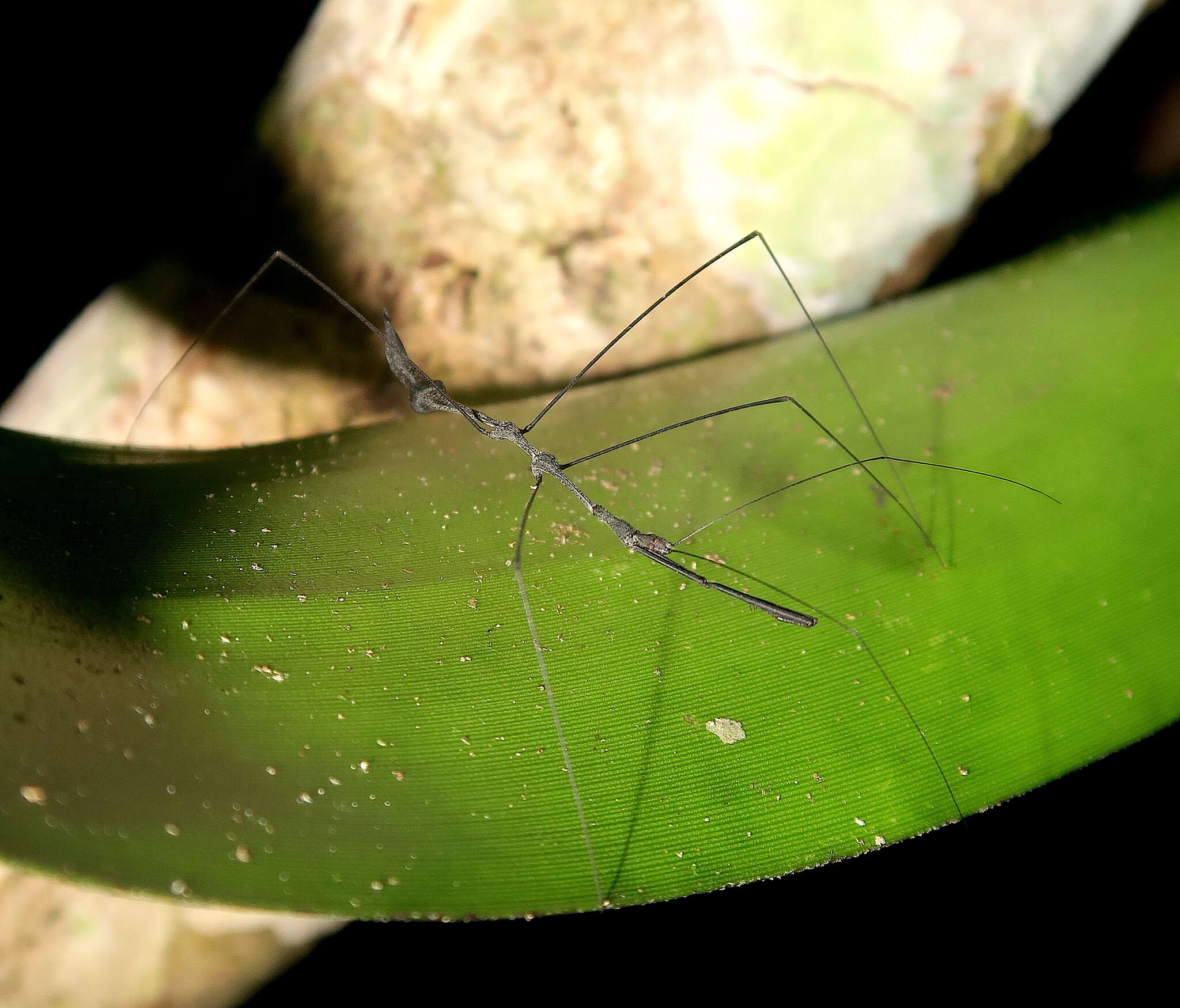 Ghilianella puncticauda Maldonado 1953 resmi