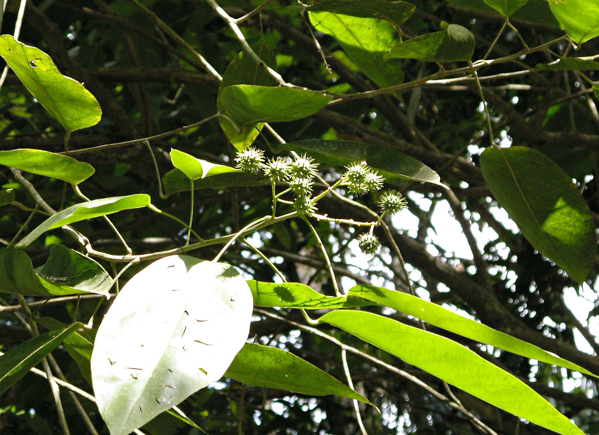 Image of Lindackeria laurina Presl