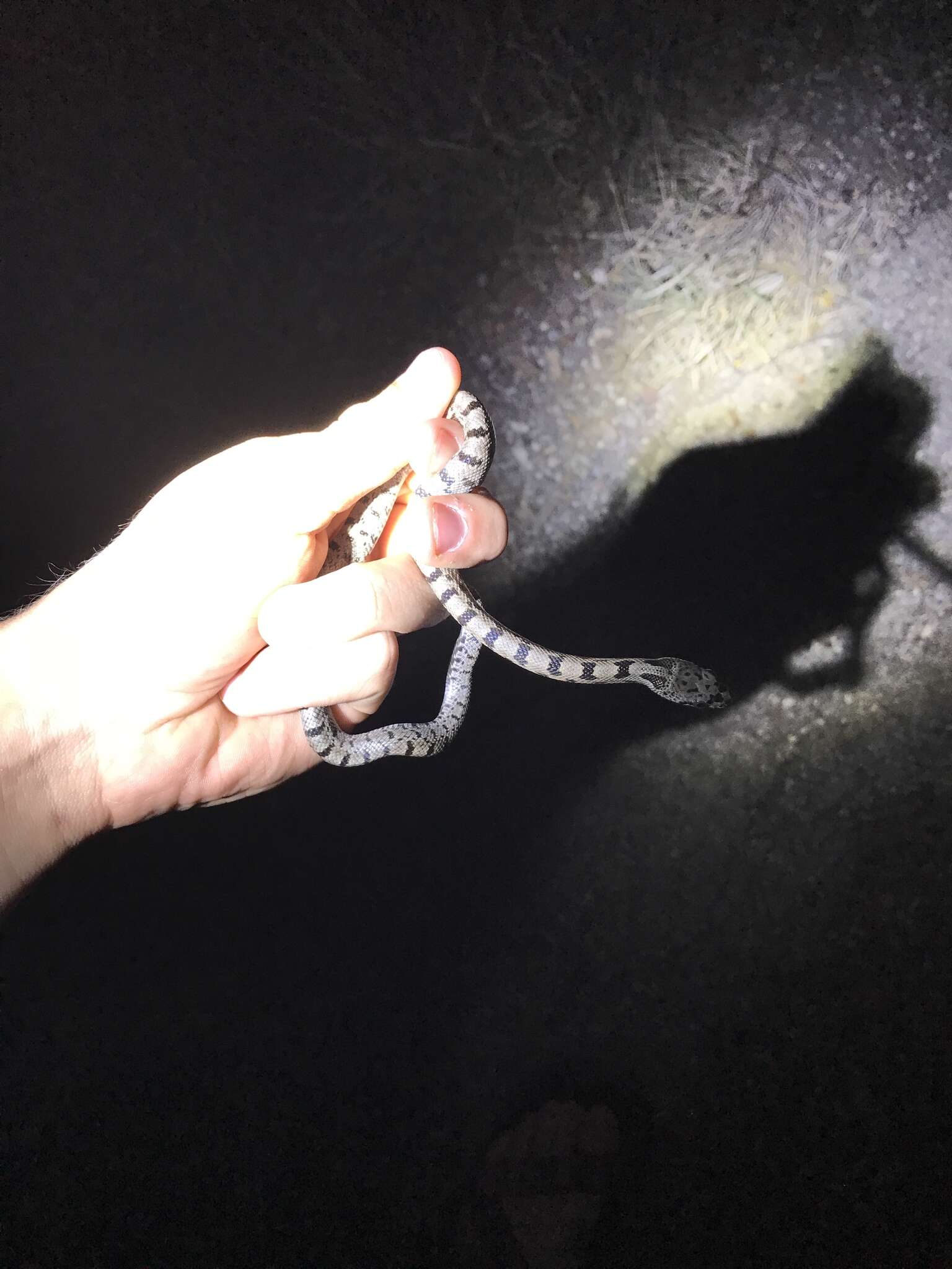 Image of Baird's Rat Snake