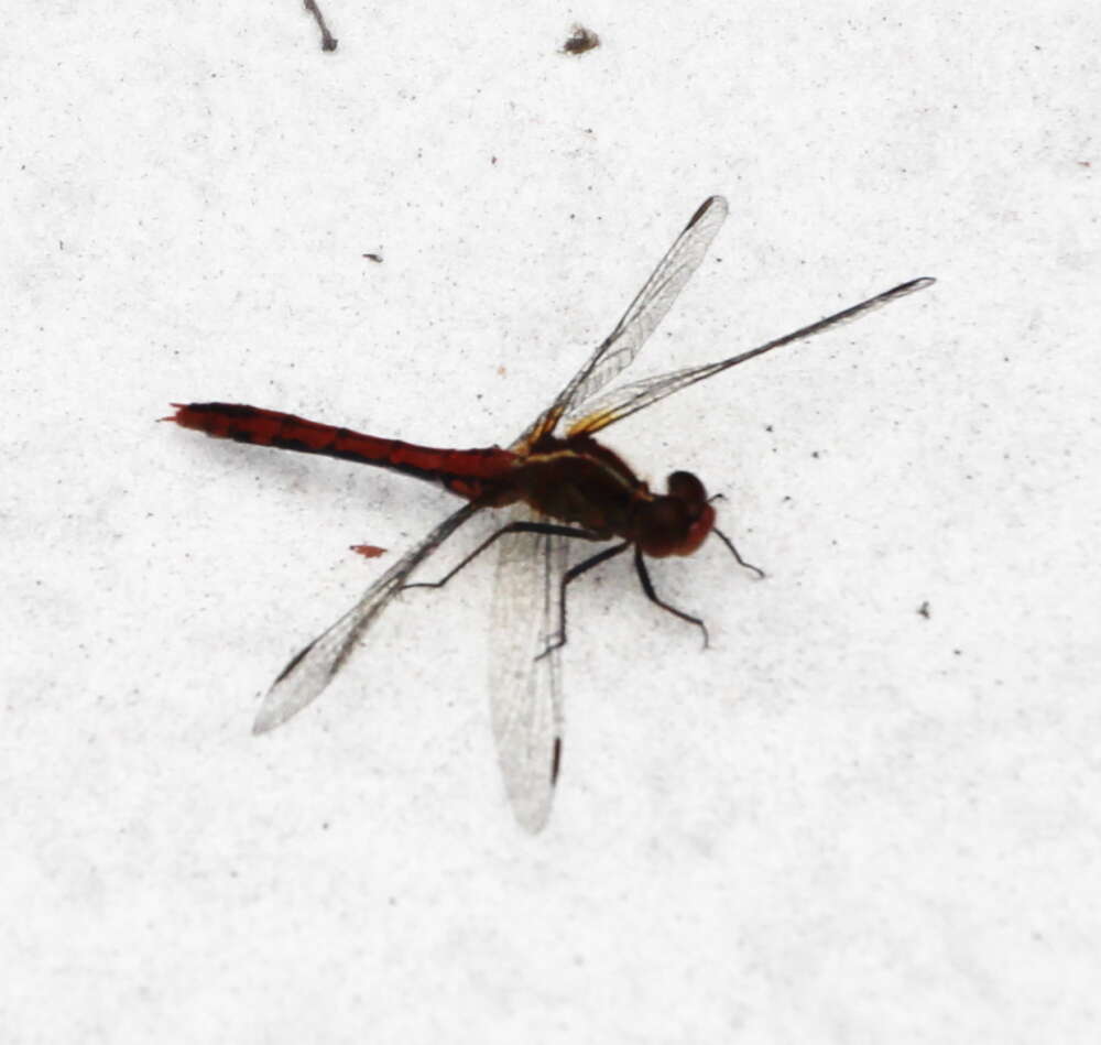 Image of Red Percher Dragonfly