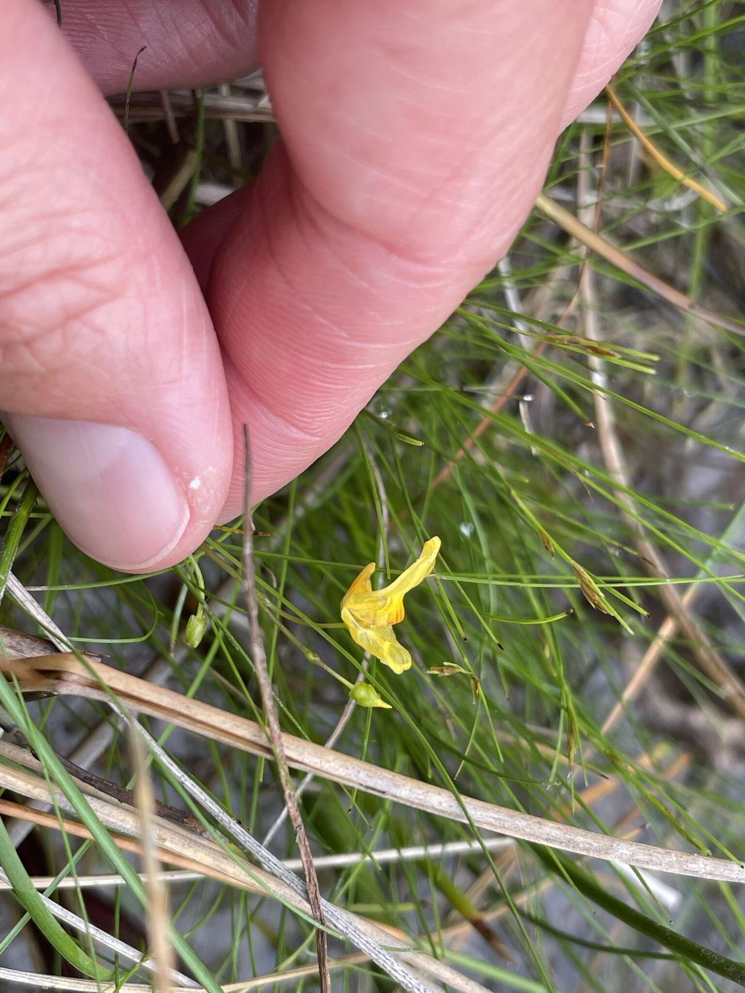 Image of Dwarf Bladderwort