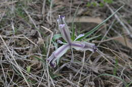 Слика од Iris narynensis O. Fedtsch.