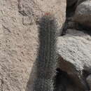 Image of Cleistocactus xylorhizus (F. Ritter) Ostolaza