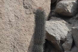 Image de Cleistocactus xylorhizus (F. Ritter) Ostolaza