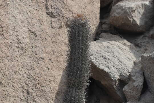 Image of Cleistocactus xylorhizus (F. Ritter) Ostolaza