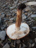 Image of Tricholoma stans (Fr.) Sacc. 1887
