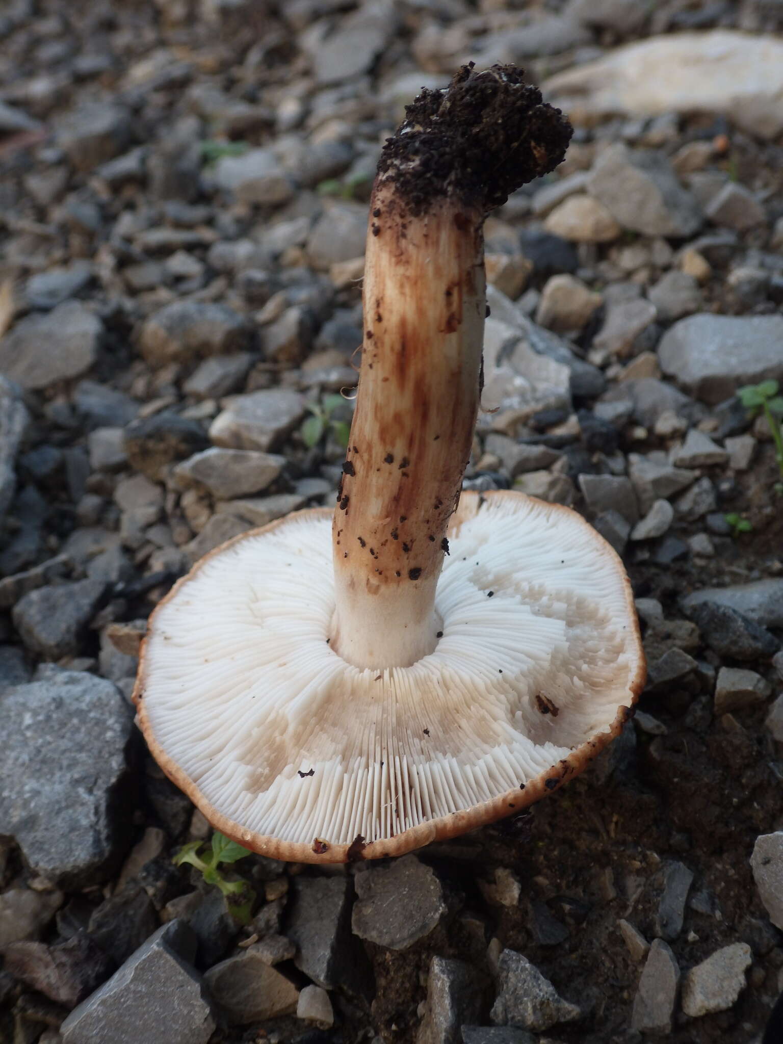 Imagem de Tricholoma stans (Fr.) Sacc. 1887