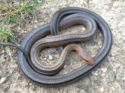 Image of Baird's Rat Snake