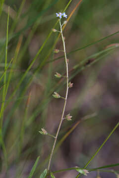 Imagem de Myosotis laxa Lehm.