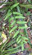 Image of Graceful Necklace Fern