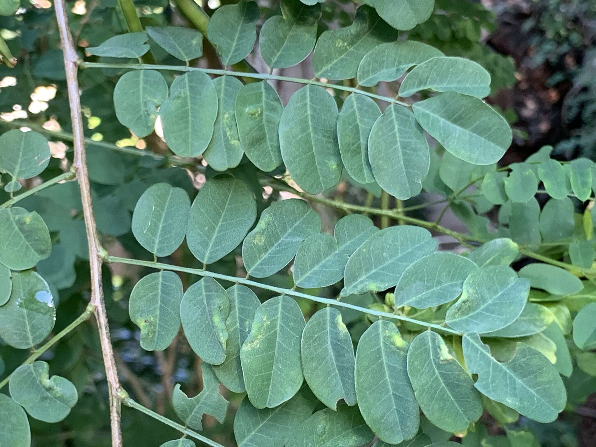 Plancia ëd <i>Indigofera jucunda</i>