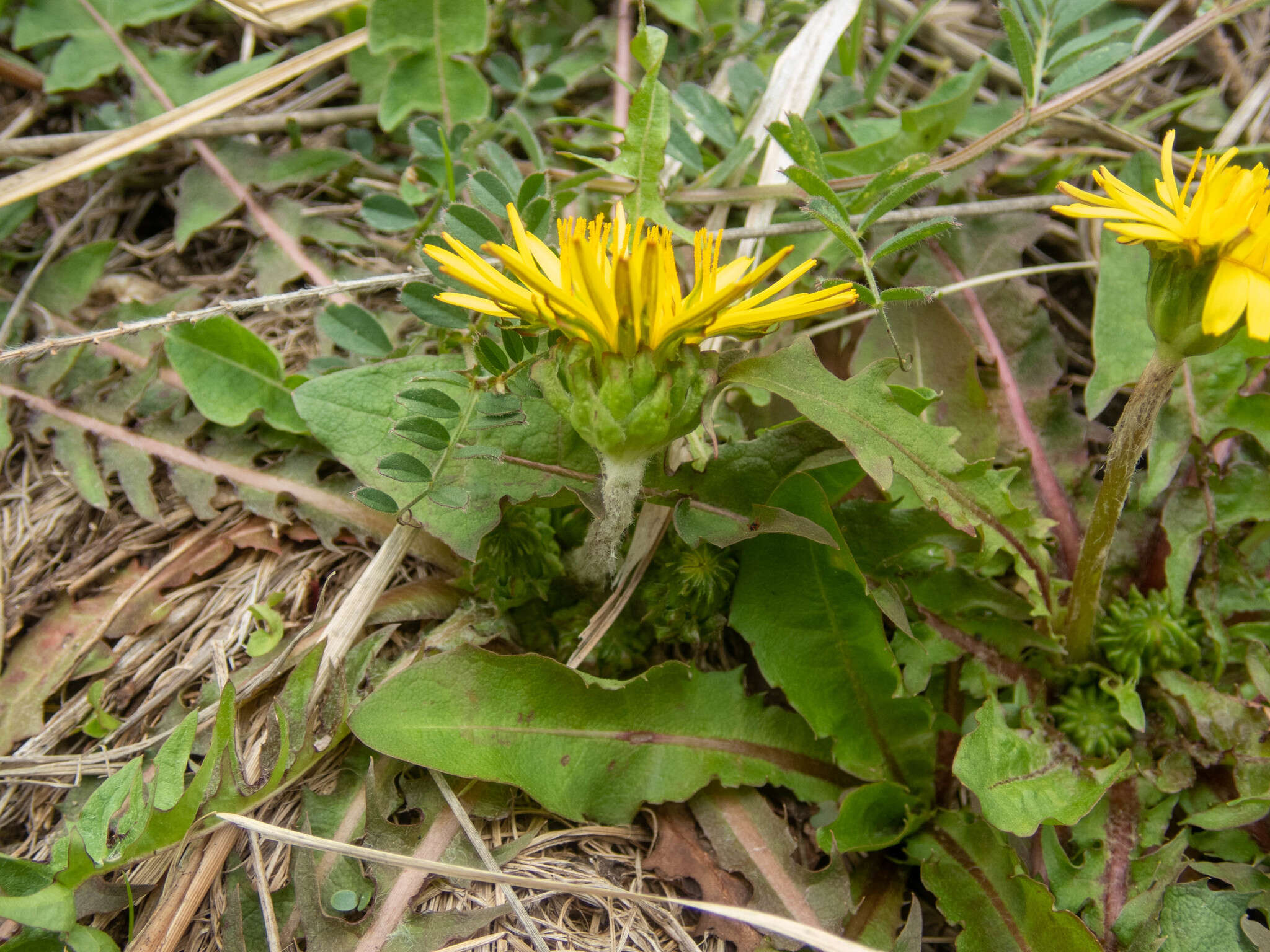 Image of Taraxacum platycarpum Dahlst.