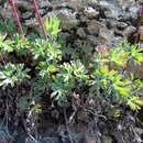 Image of Aquilegia tuvinica I. M. Vassiljeva