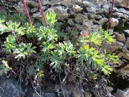 Image of Aquilegia tuvinica I. M. Vassiljeva