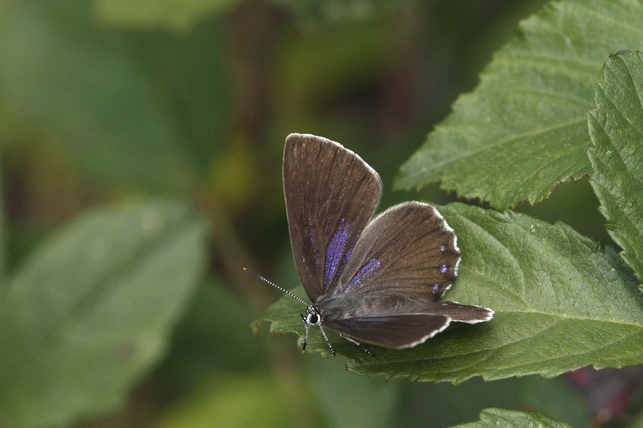 Image of Spanish Purple Hairstreak