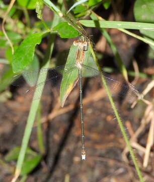 Imagem de Lestes elatus Hagen ex Selys 1862