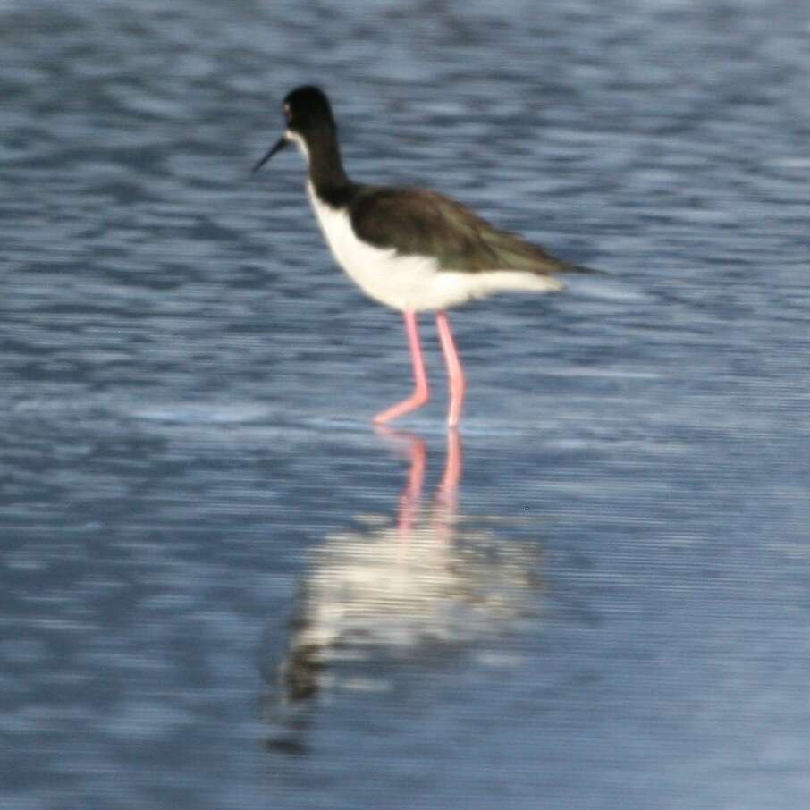 Image of Hawaiian stilt