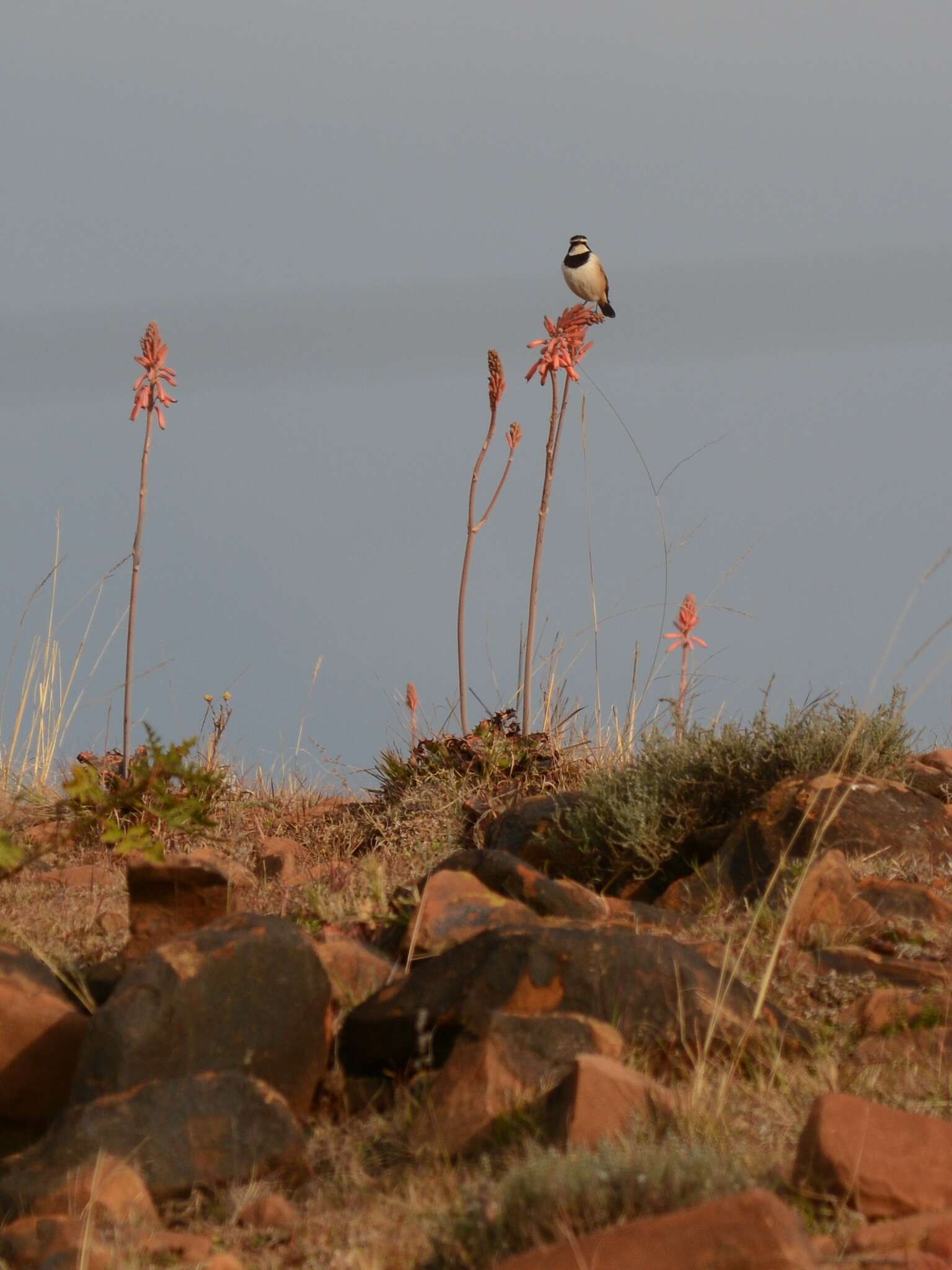 Image of Oenanthe pileata pileata (Gmelin & JF 1789)