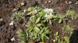 Image of Misbrookea strigosissima (A. Gray) Funk