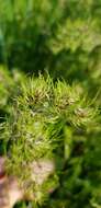 Image of Poa bulbosa f. vivipara (Koeler) Maire