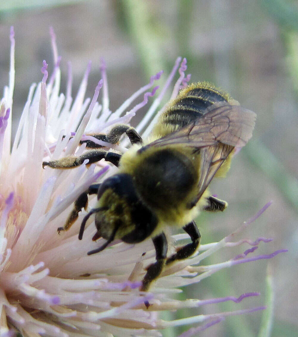 Image of Broad-handed Leaf-cutter Bee