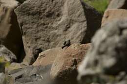 Image of Drakensberg Siskin