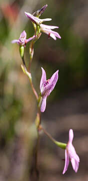 Image of Disa obliqua subsp. clavigera (Lindl.) Bytebier