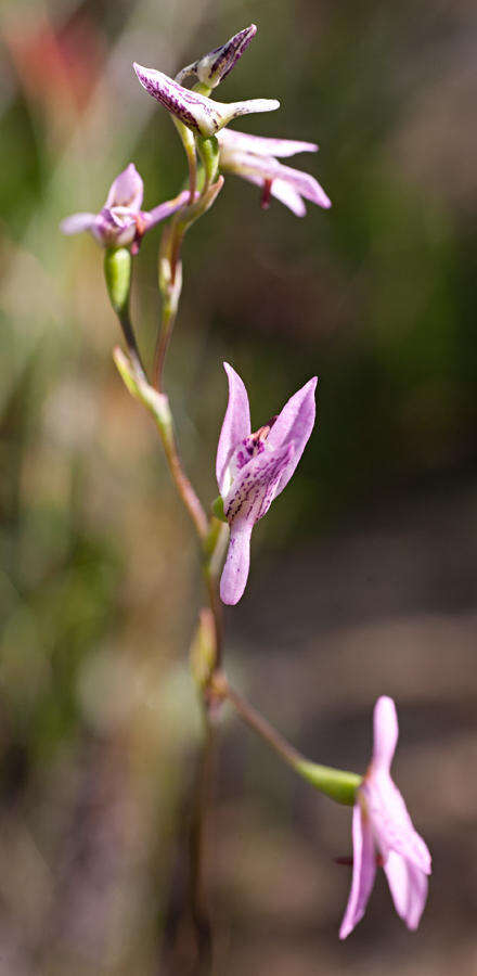 Image of Disa obliqua subsp. clavigera (Lindl.) Bytebier