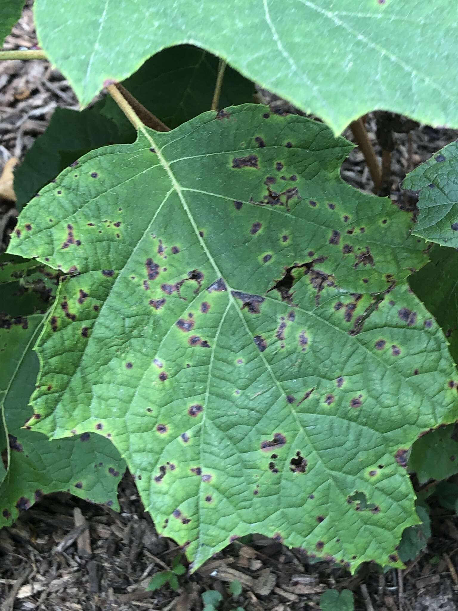 Image of Cercospora hydrangeae Ellis & Everh. 1892