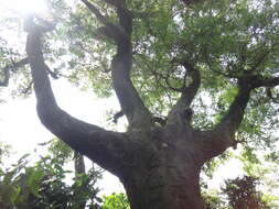 Celtis sinensis var. nervosa (Hemsl.) F. Y. Lu, C. H. Ou, Y. C. Chen, Y. S. Chi, K. C. Lu & Y. H. Tseng的圖片