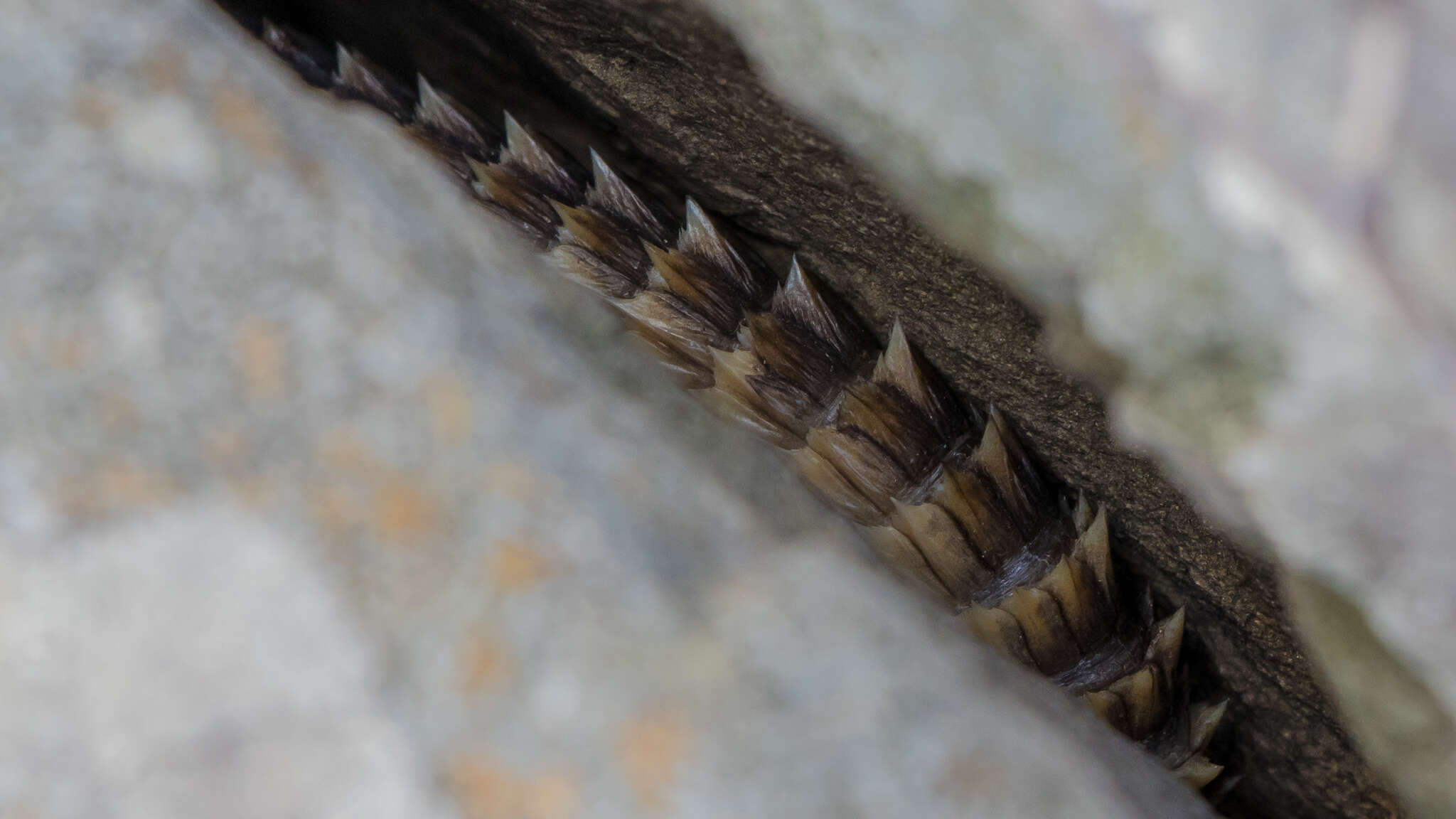 Image of Cape Girdled Lizard