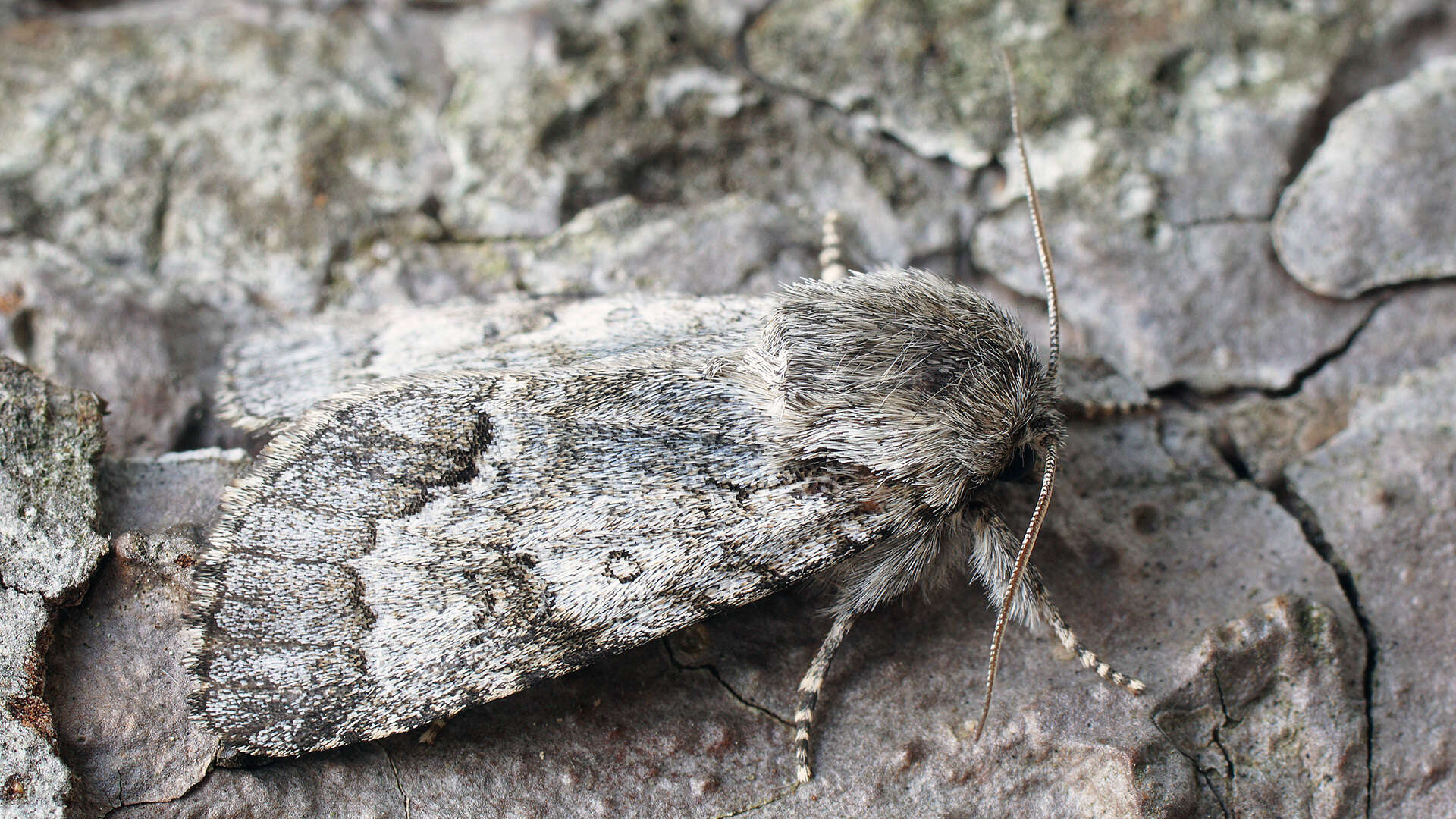 Imagem de Acronicta menyanthidis Vieweg 1790