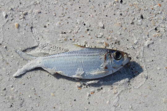 Image of Guiana Herring