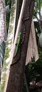 Imagem de Phelsuma astriata semicarinata Cheke 1982