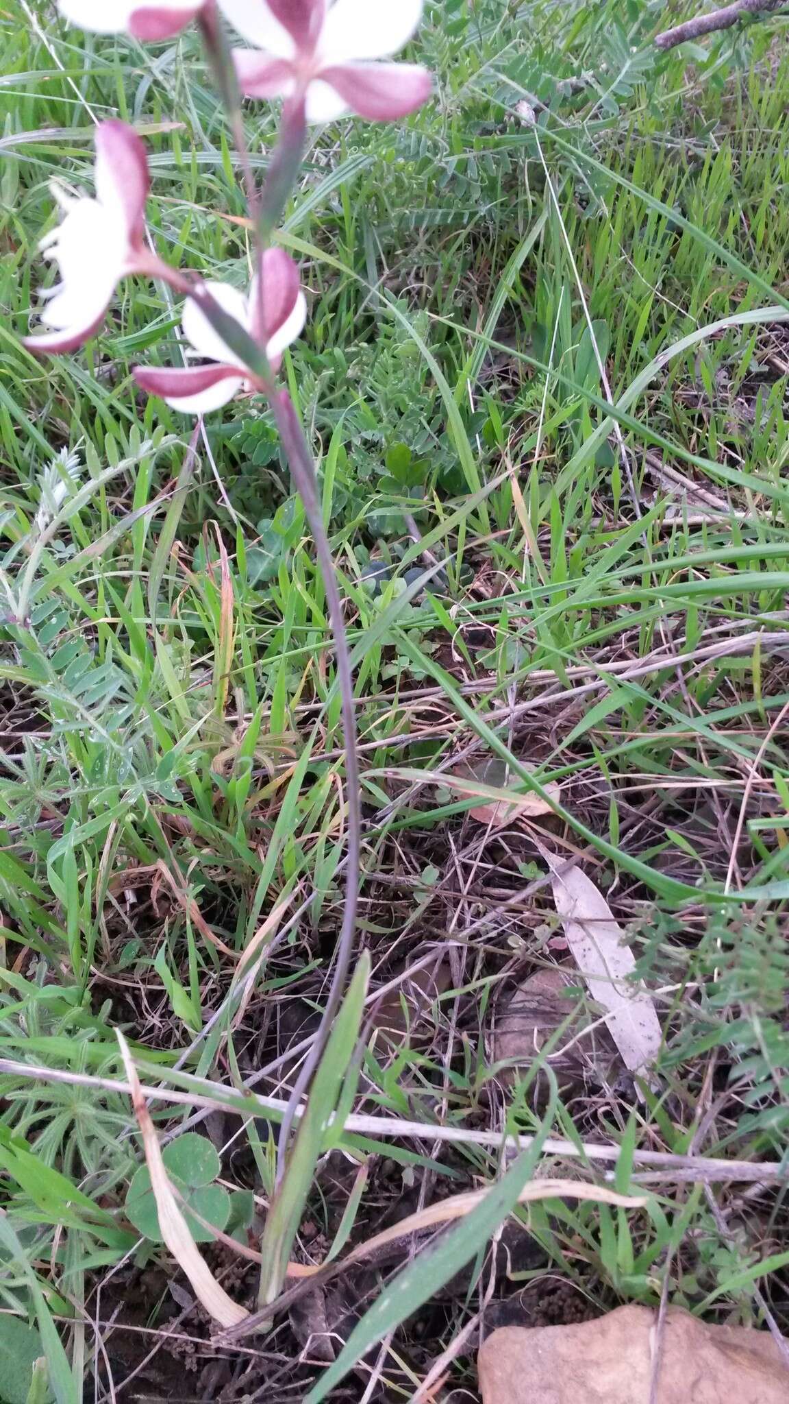 Plancia ëd Hesperantha falcata (L. fil.) Ker Gawl.