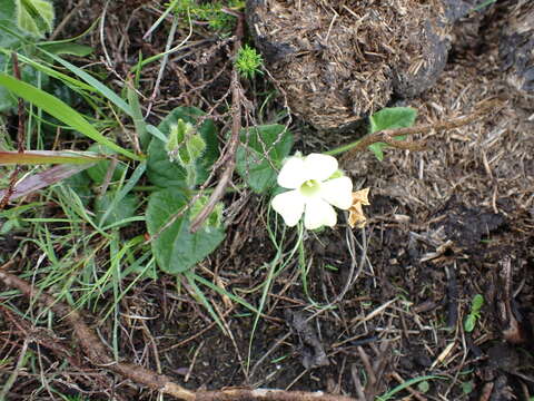 Image of Thunbergia capensis Rets.