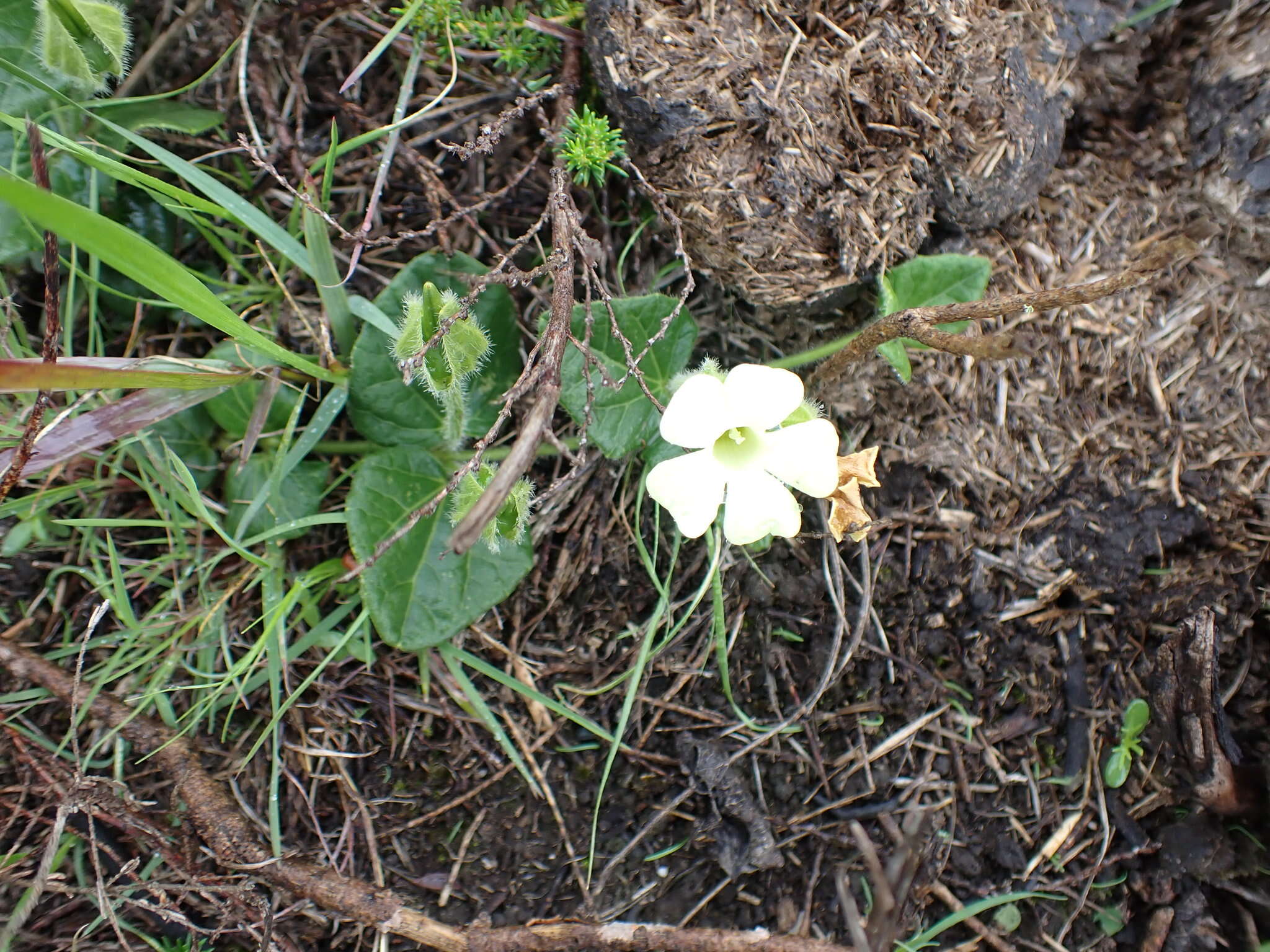 صورة Thunbergia capensis Rets.