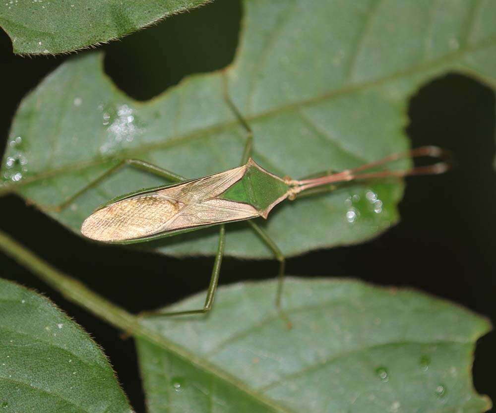 Image of Homoeocerus (Anacanthocoris) angulatus Westwood 1842