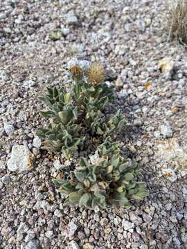 Image of broad fleabane