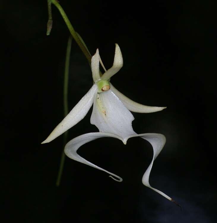 Image of Ghost orchid