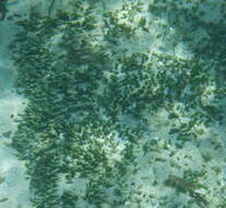 Image of Dasycladus vermicularis