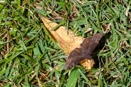 Image of Zarucco Duskywing