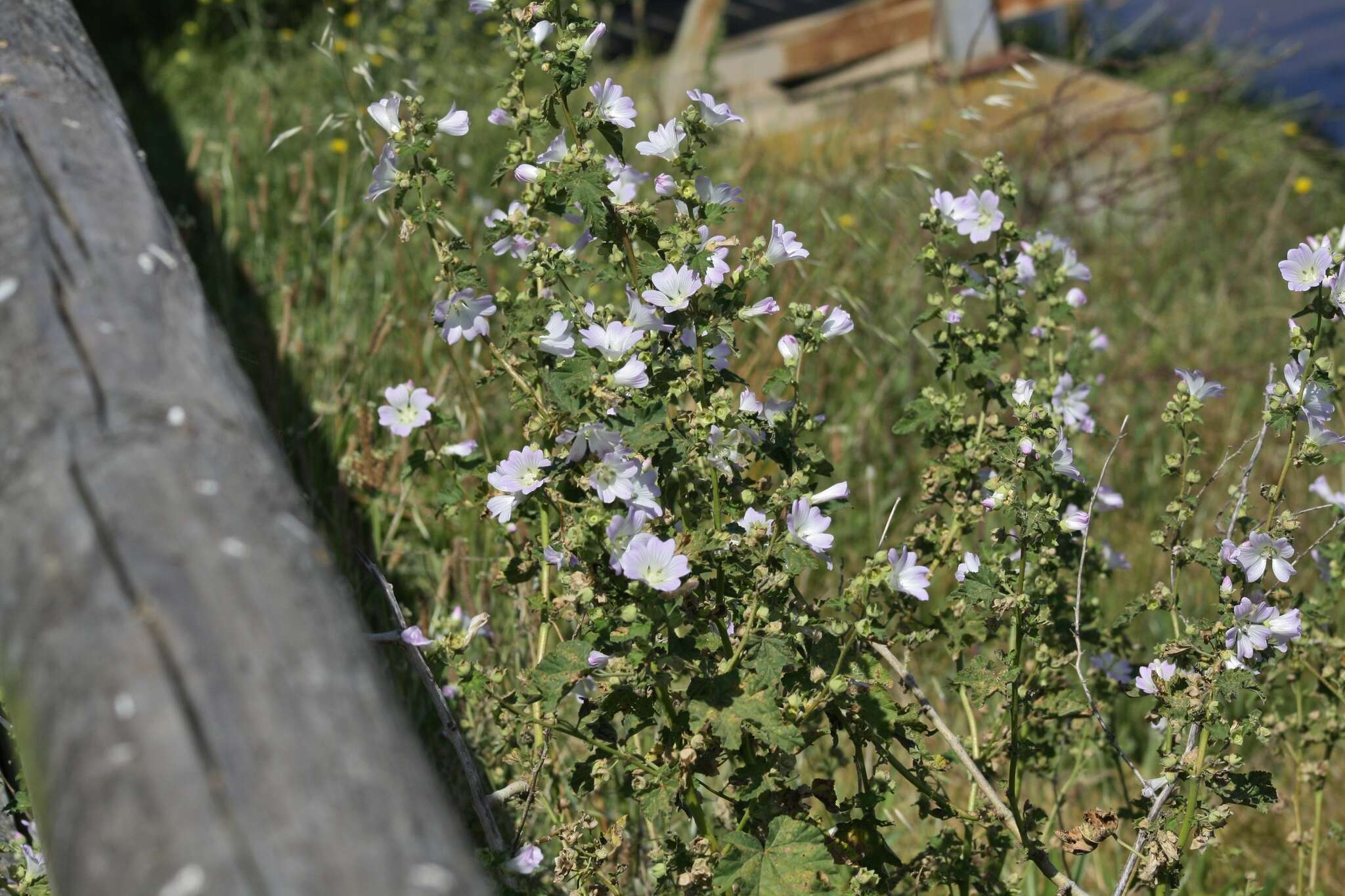 Image of Malva australiana M. F. Ray