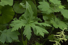 Image of Filipendula camtschatica (Pall.) Maxim.