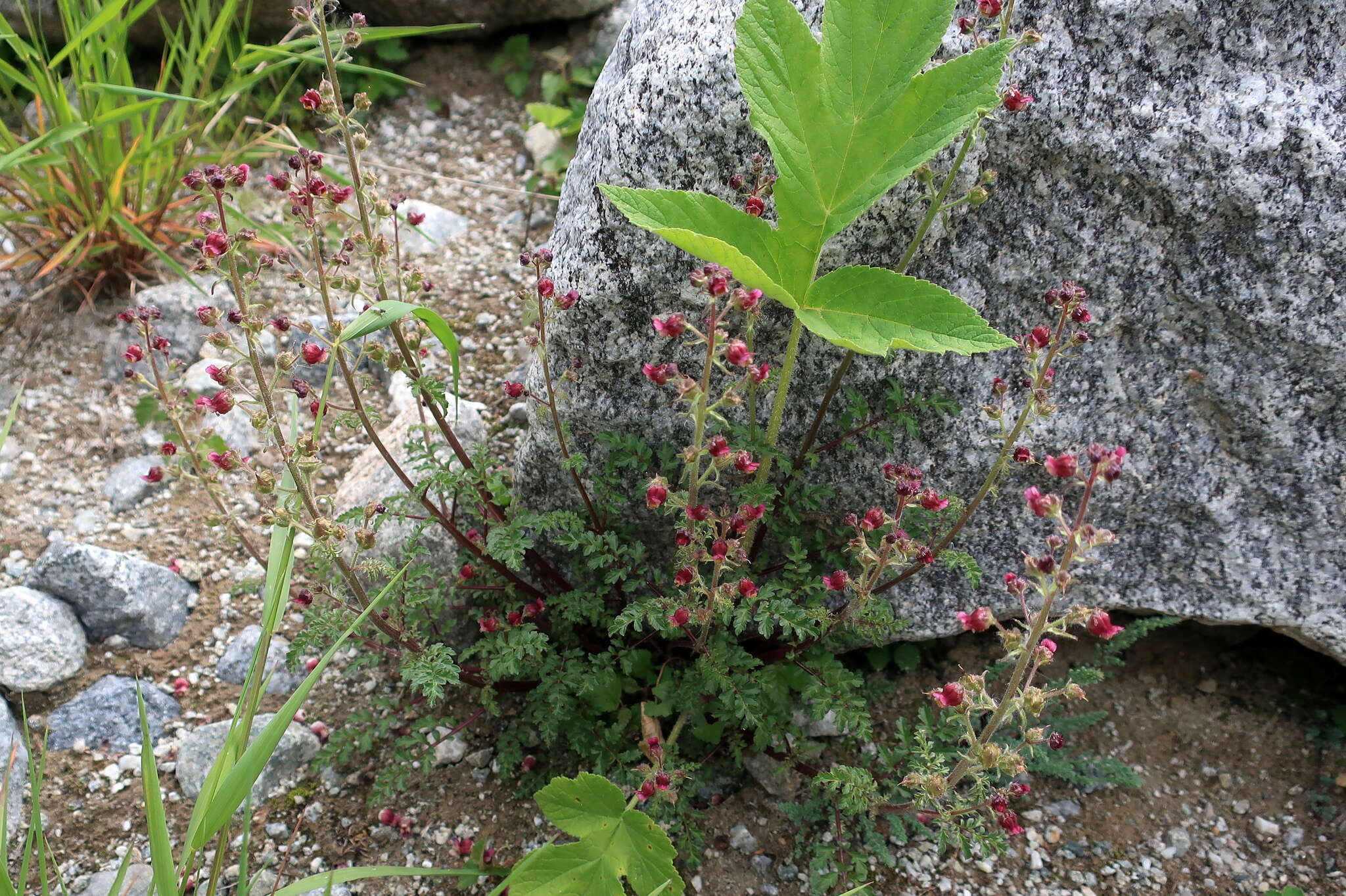 Image of Scrophularia ruprechtii Boiss.