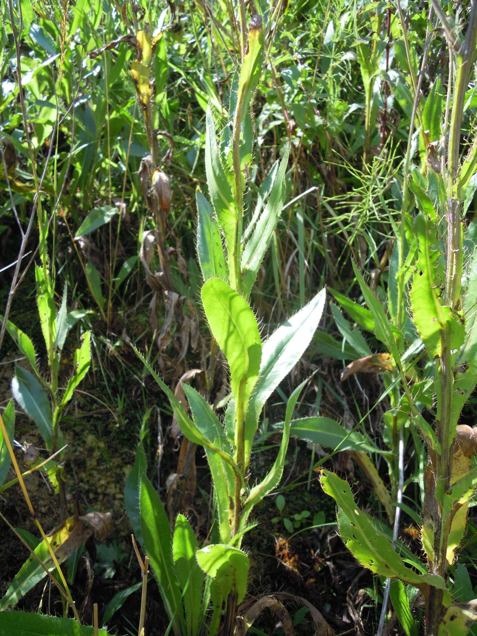 Imagem de Cirsium monspessulanum (L.) Hill