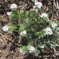 Plancia ëd Cryptantha crassisepala var. crassisepala