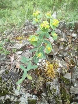 Euphorbia caesia Kar. & Kir. resmi